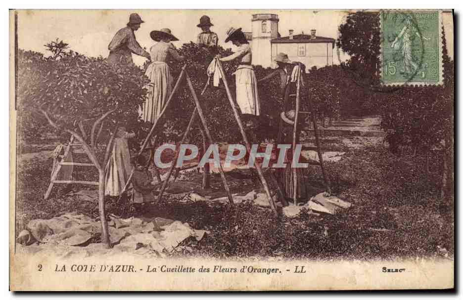 CPA Cueillette des fleurs d'oranger Cote d'Azur