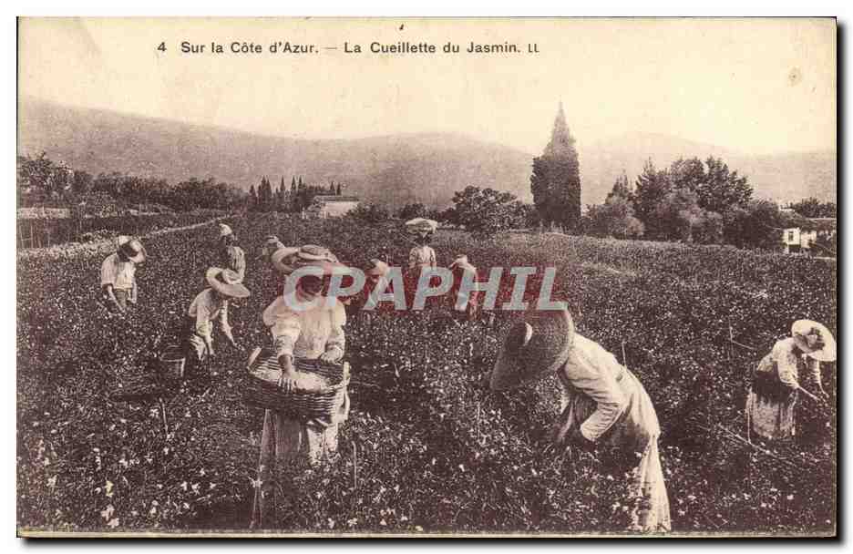 CPA Cueillette du jasmin Cote d'Azur 