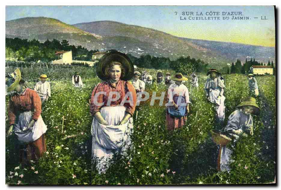 CPA Cueillette du jasmin Cote d'Azur