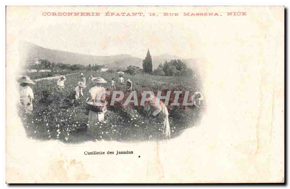 CPA Cueillette des jasmins