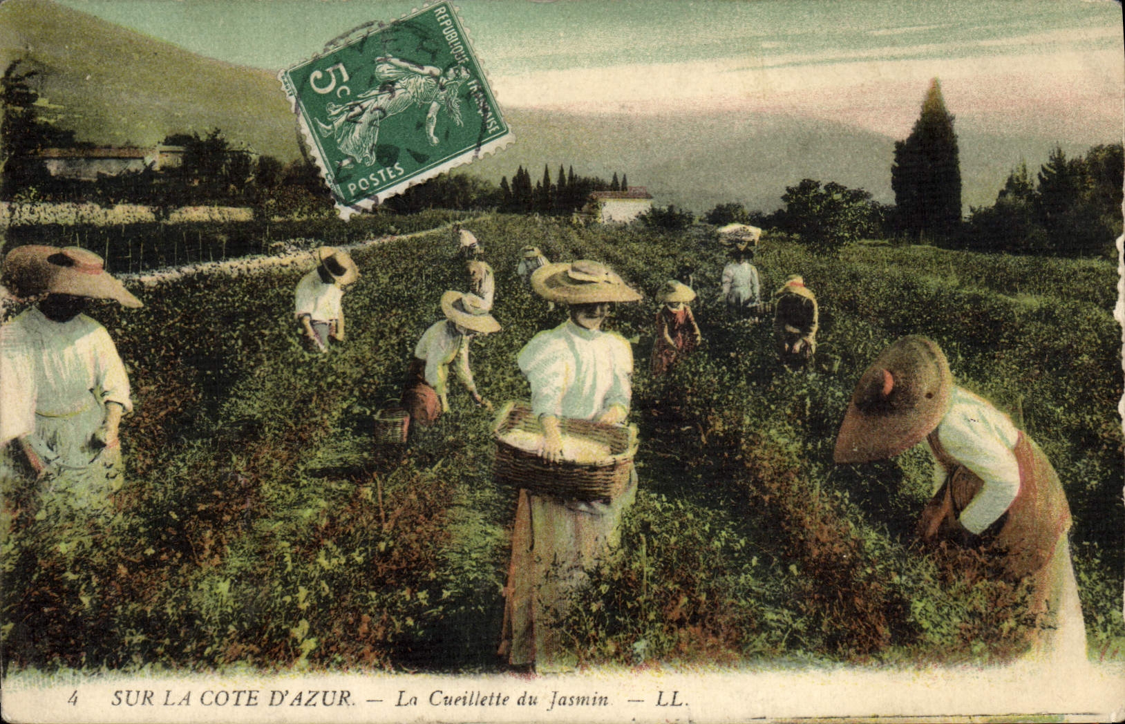 CPA Cueillette du jasmin Cote d'Azur
