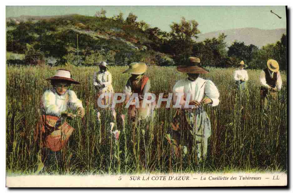 CPA Cueillette des Tubereuses Cote d'Azur