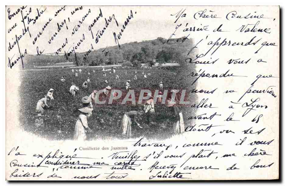 CPA Cueillette des jasmins