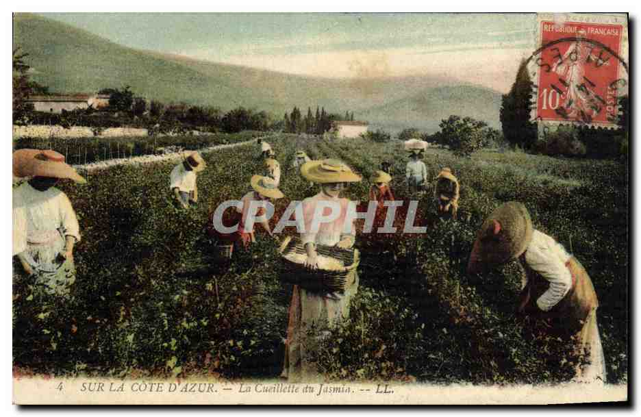 CPA Cueillette du jasmin Cote d'Azur
