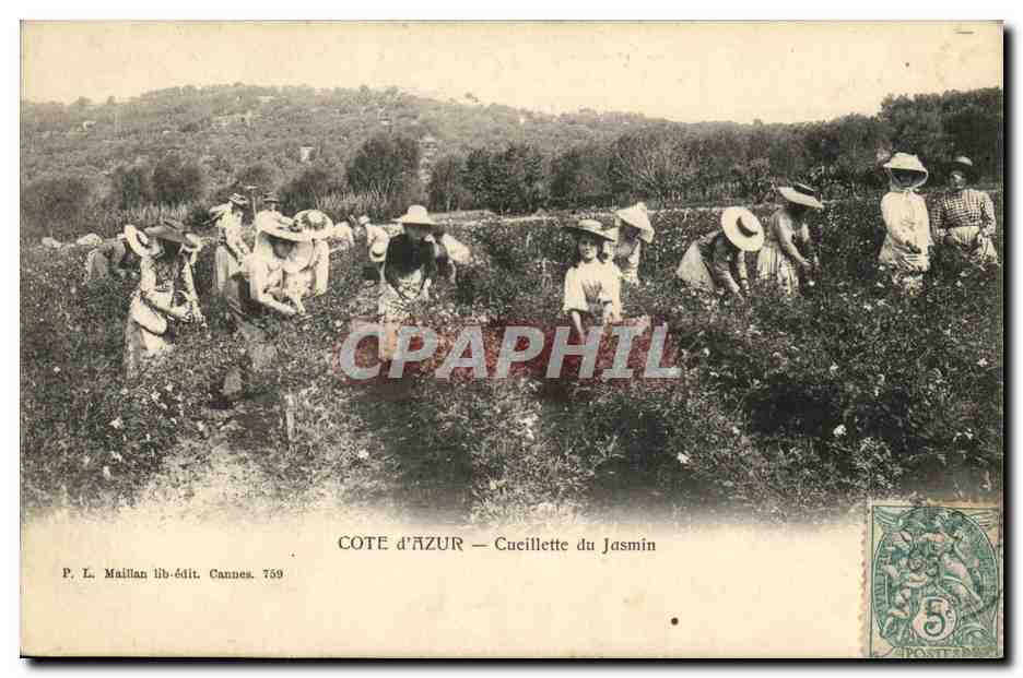 CPA Cueillette du jasmin Cote d'Azur