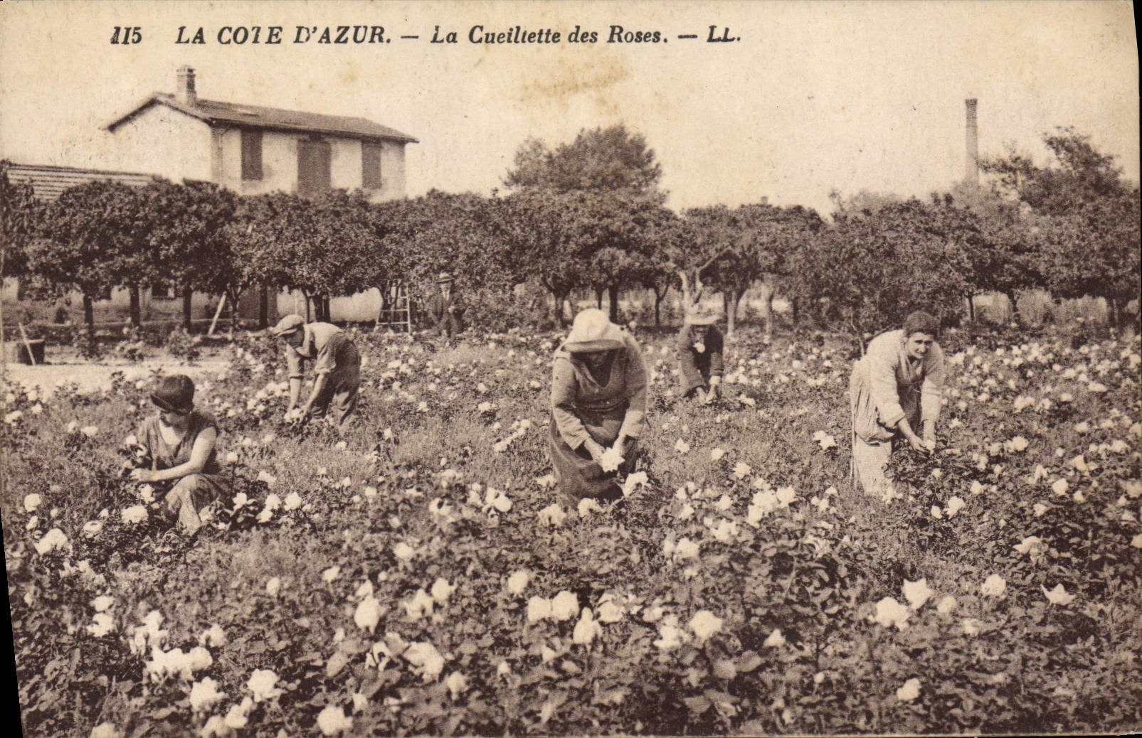 CPA Cueillette des roses Cote d'Azur