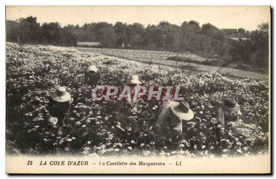 CPA Cueillette des marguerites Cote d'Azur