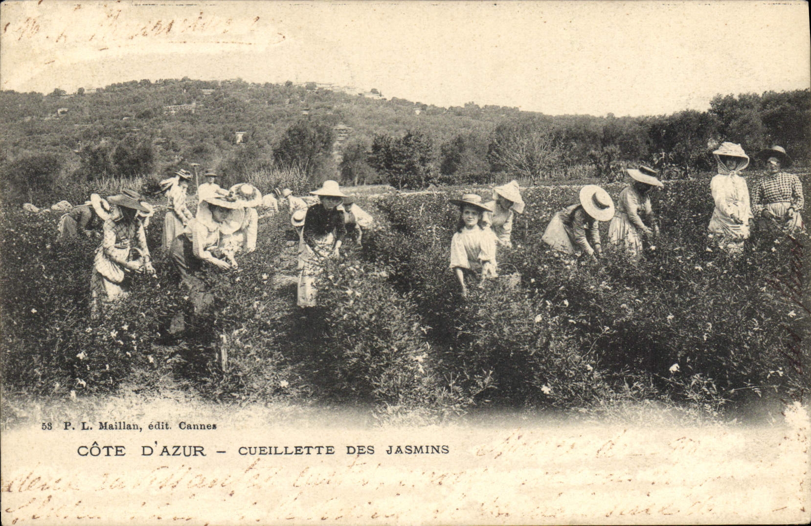 CPA Cueillette des jasmins Cote d'Azur