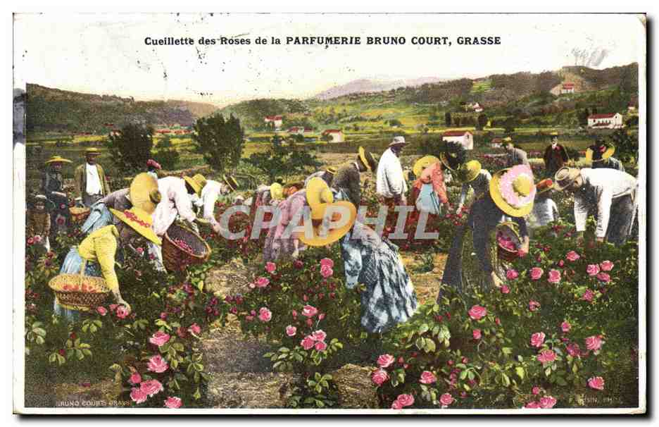 CPA Cueillette des roses de la Parfumerie Bruno Court Grasse