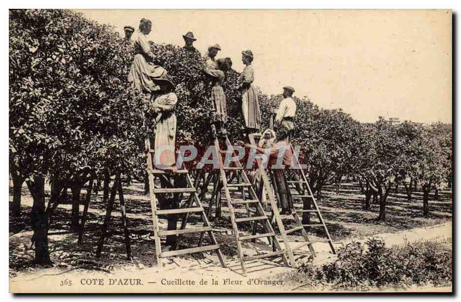 CPA Cueillette de la fleur d'oranger Cote d'Azur