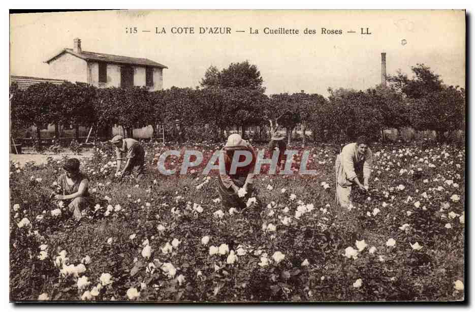 CPA Cueillette des roses Cote d'Azur