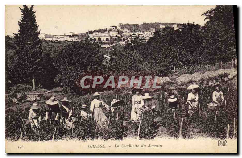 CPA Cueillette du jasmin Grasse