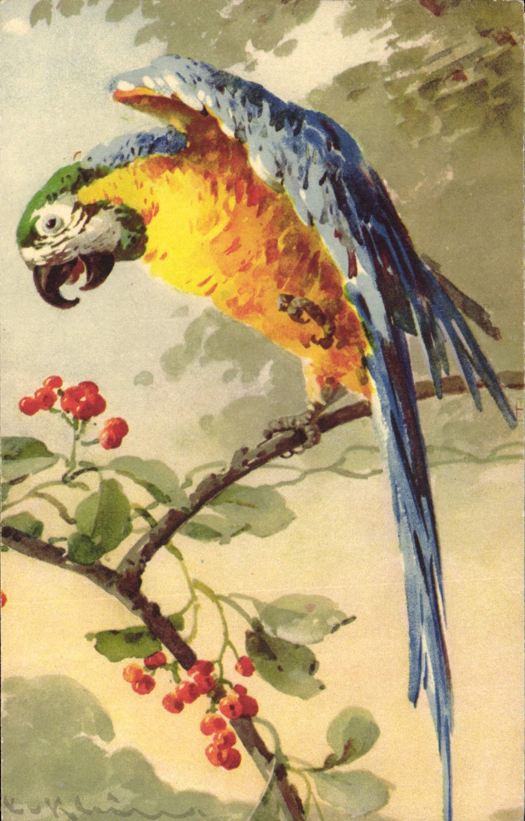 Perroquet ara — illustration colorée — éditeur STF, n°1278