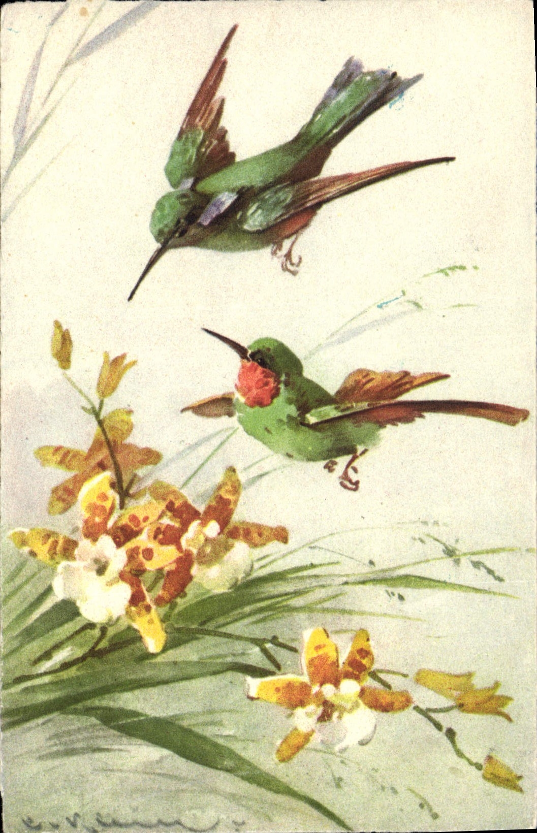 Deux colibris parmi des orchidées — E.V. Vilmann — No. 18