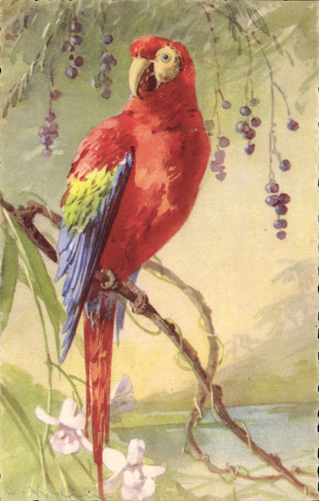Perroquet rouge — Sujet animalier — Éditeur S.T.F., n° 1277