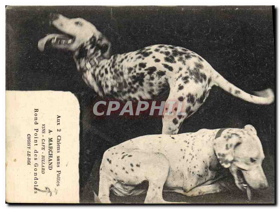 Deux chiens Dalmatiens — Aux 2 Chiens sans Pattes — A. Marchand, Vins-Café-Pillard, GROISY-LE-ROI