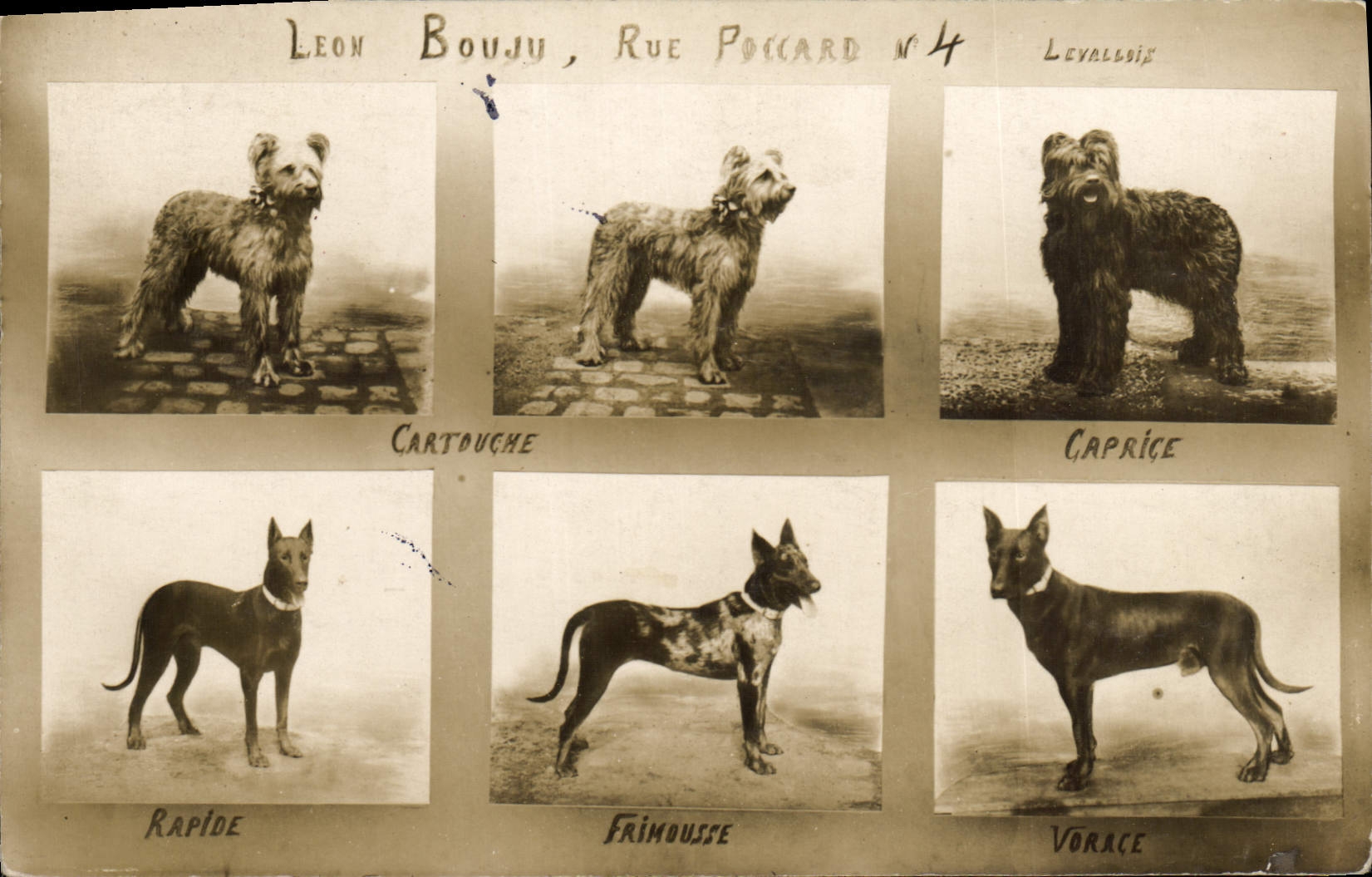 CPA Chien Chiens Leon Bouju Rue Poccard Levallois Rapide Frimousse Vorace 