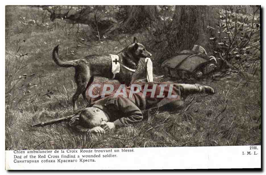 Chien ambulancier de la Croix Rouge trouvant un blessé — I.M.L. n°2100