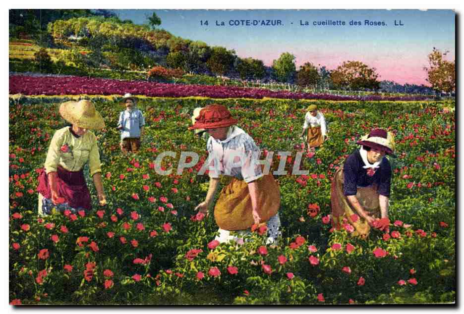 CPA Cueillette des roses Cote d'Azur 