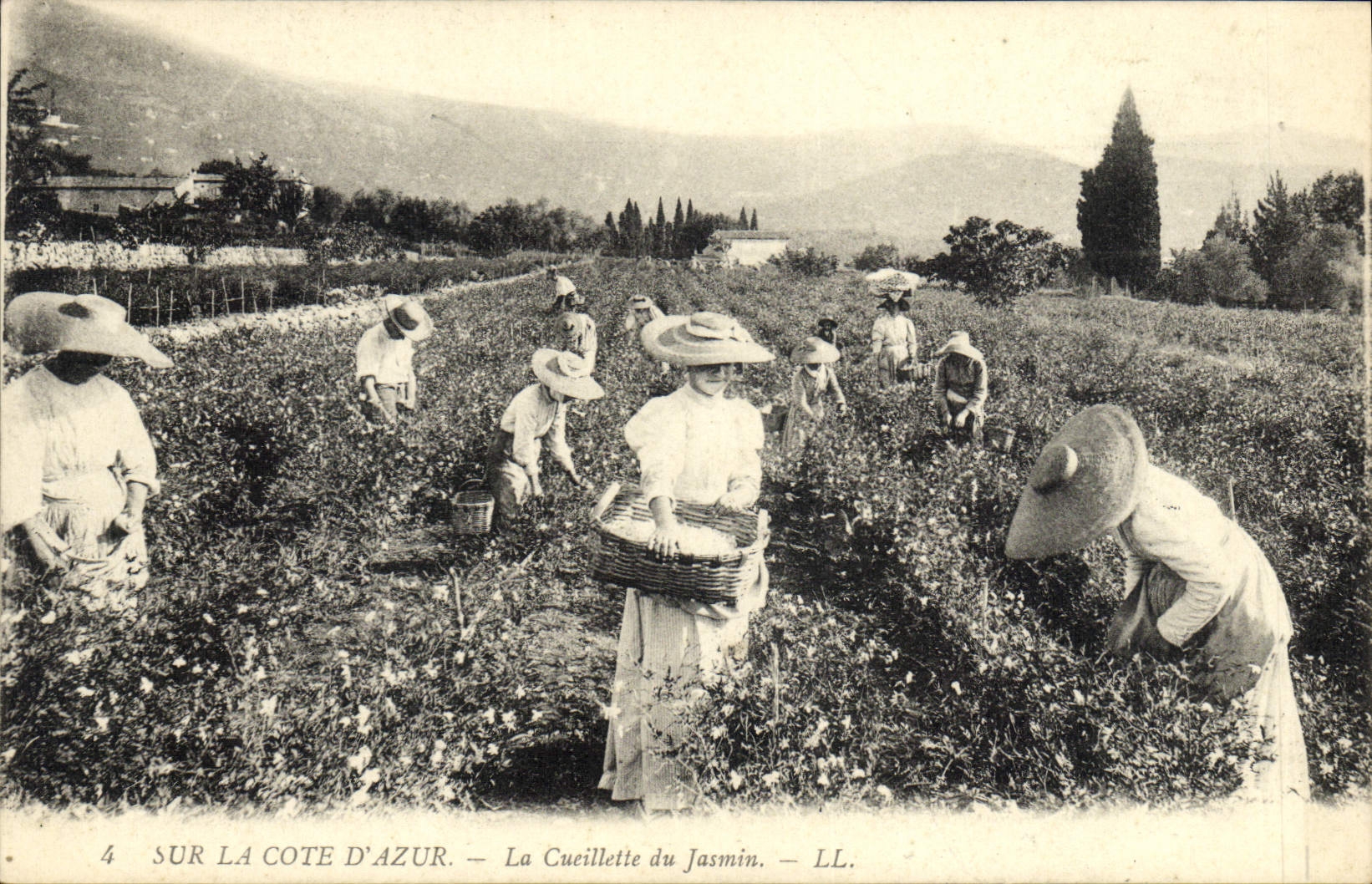 CPA Cueillette du jasmin Cote d'Azur 