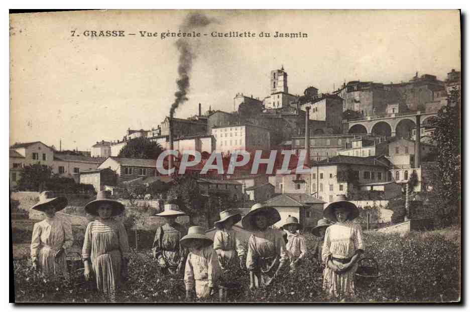 CPA Cueillette du jasmin Vue generale Grasse 