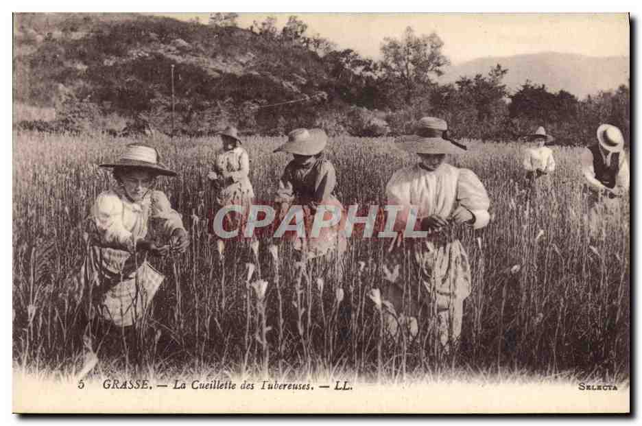 Grasse — La Cueillette des Tubereuses — LL. Selecta