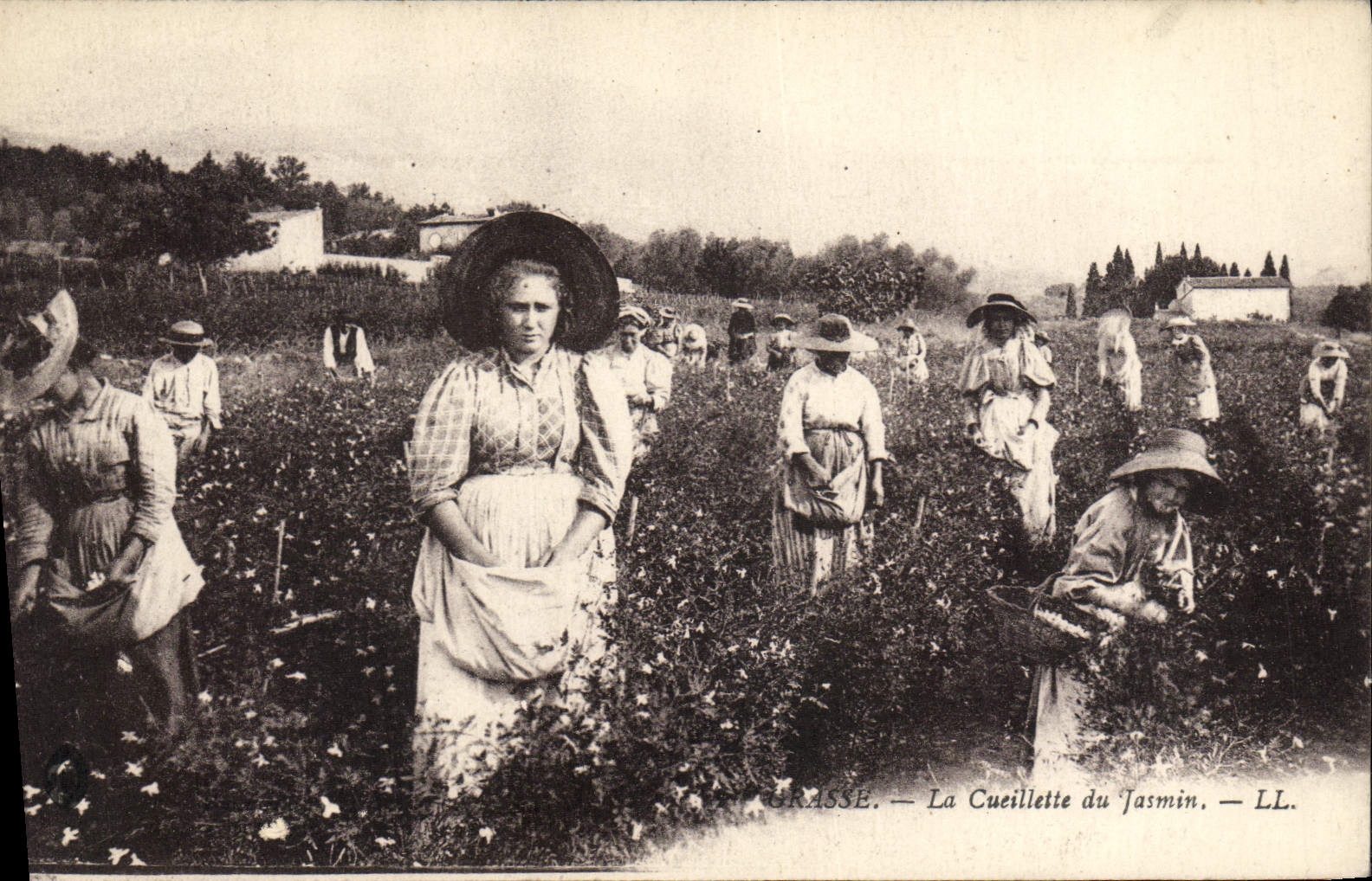 Grasse — La Cueillette du Jasmin — LL