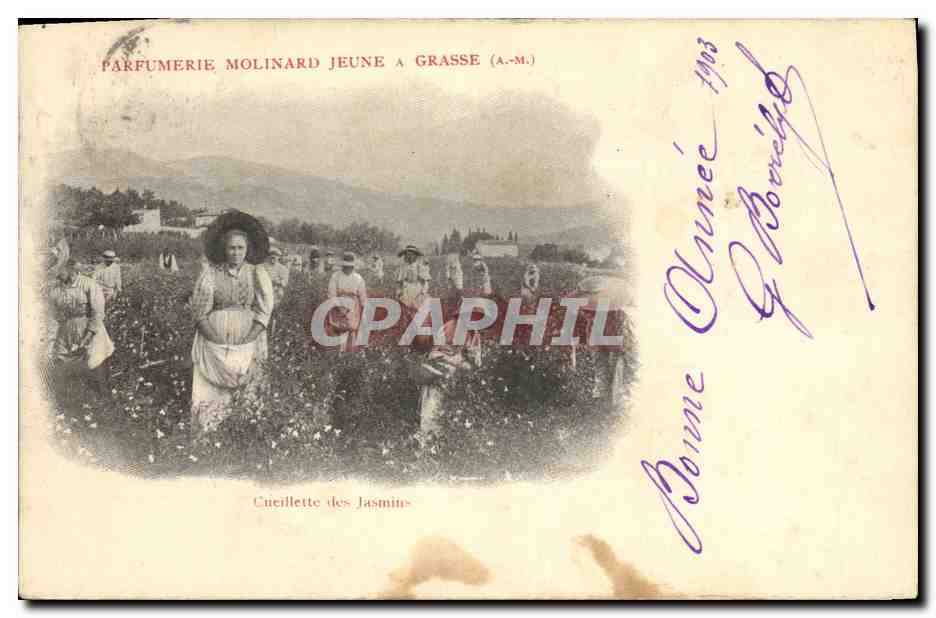 Cueillette des Jasmin — Parfumerie Molinard Jeune à Grasse (A.-M.)