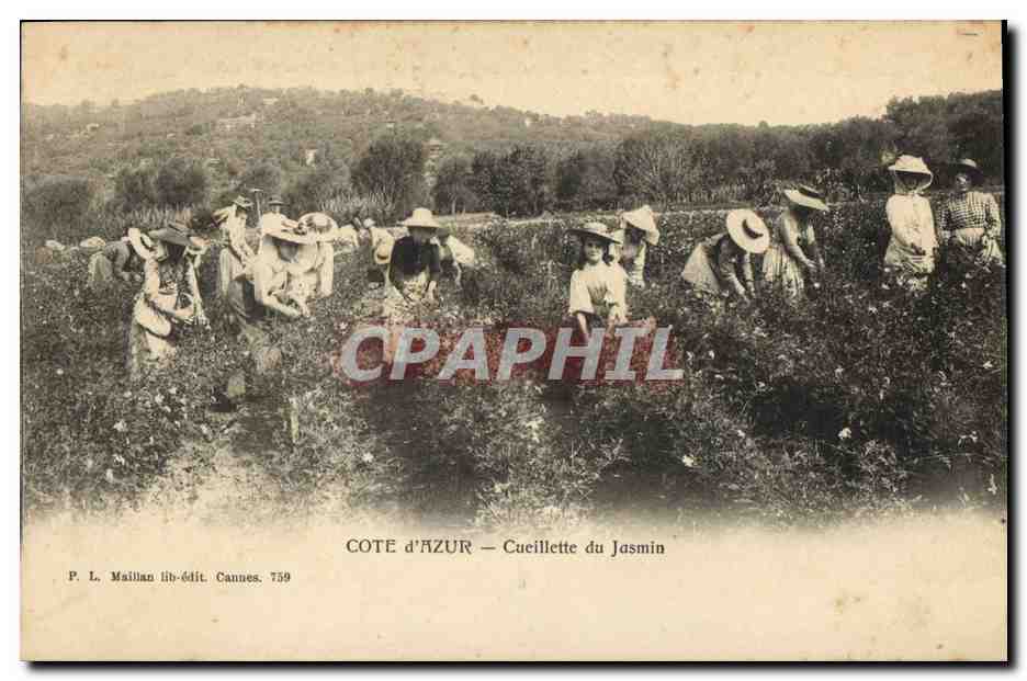 CPA Cueillette du jasmin Cote d'Azur 