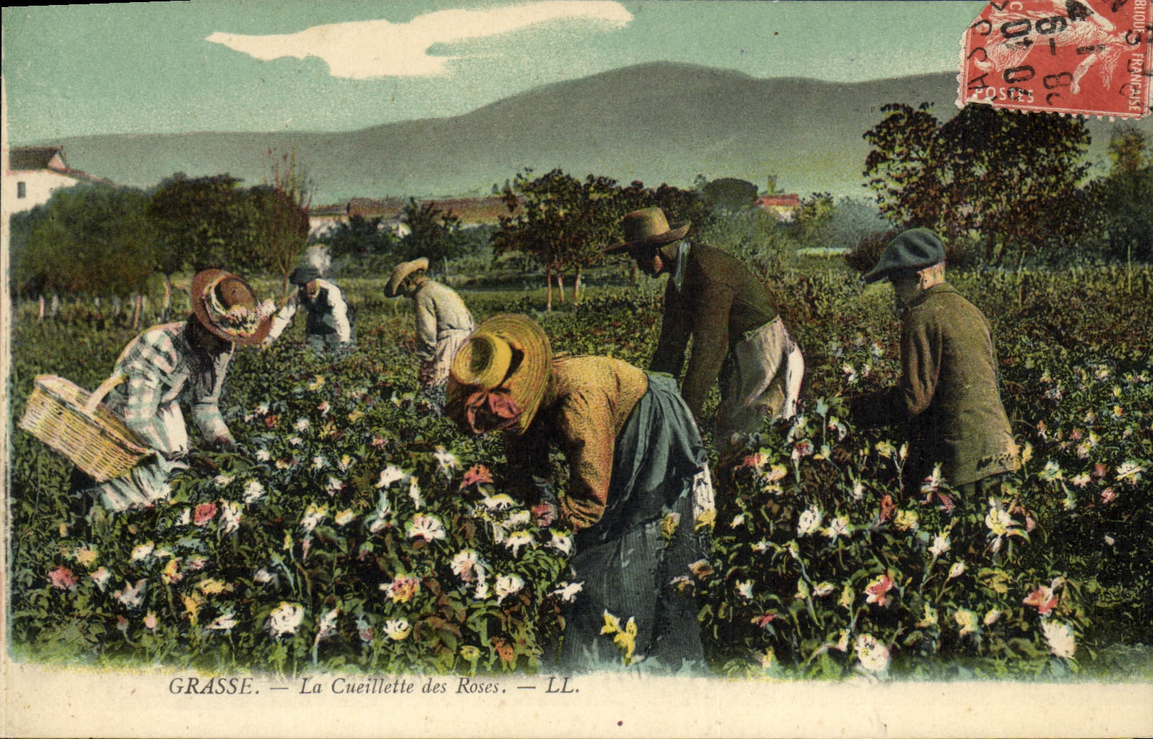 CPA Cueillette des roses Grasse 