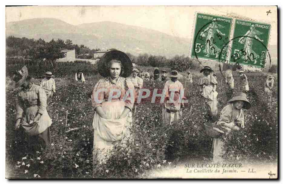CPA Cueillette du jasmin Cote d'Azur 