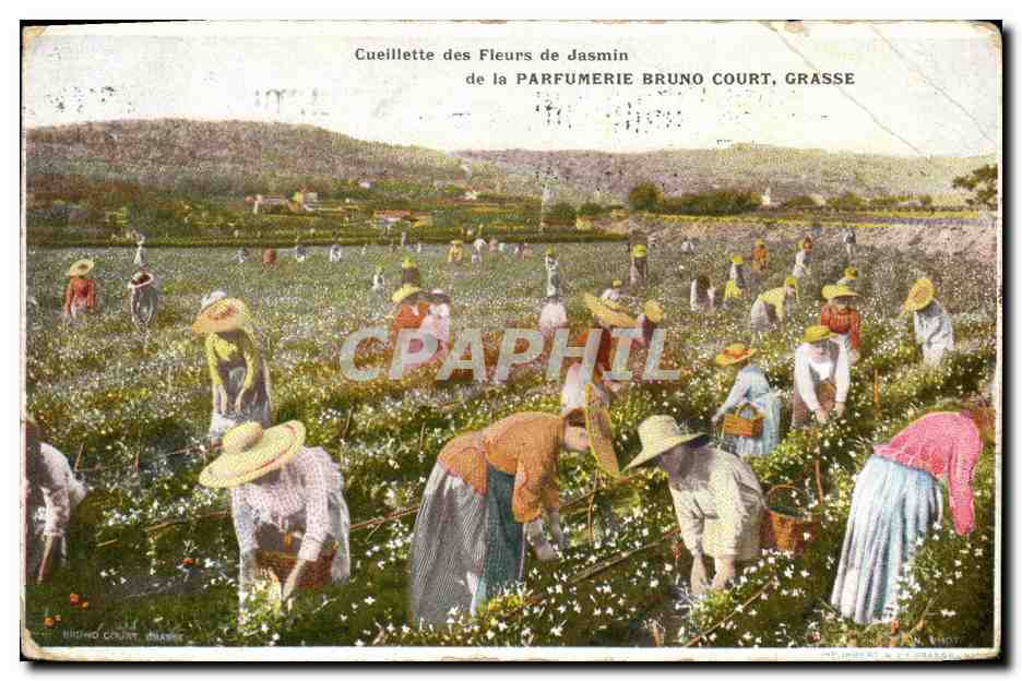 CPA Cueillette du jasmin de la Parfumerie Bruno Court Grasse 