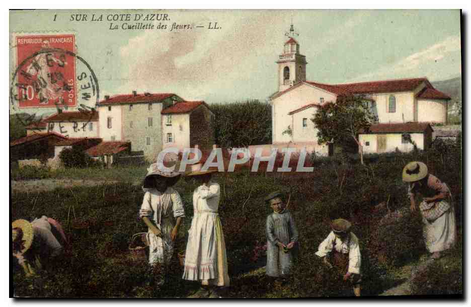 CPA Cueillette des fleurs Cote d'Azur 