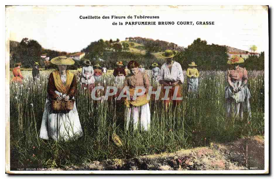 Cueillette des Fleurs de Tubéreuses — Parfumerie Bruno Court, Grasse — Phot. Busin