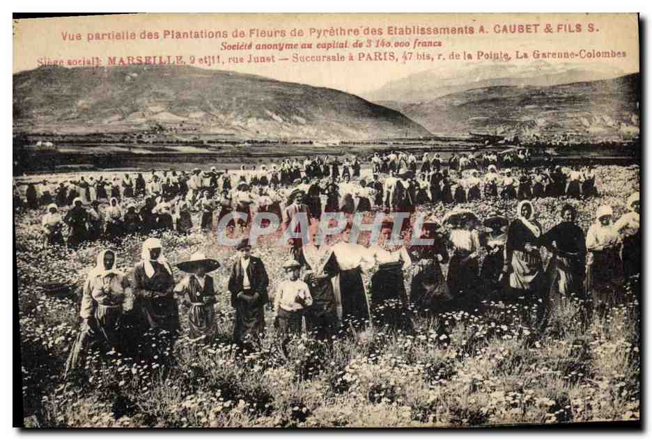 CPA Cueillette Vue partielle des plantations de fleurs de Pyrethre des etablissements Caubet & Fils Marseille 