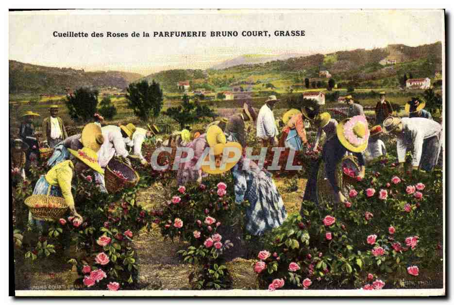 Cueillette des Roses de la Parfumerie Bruno Court, Grasse