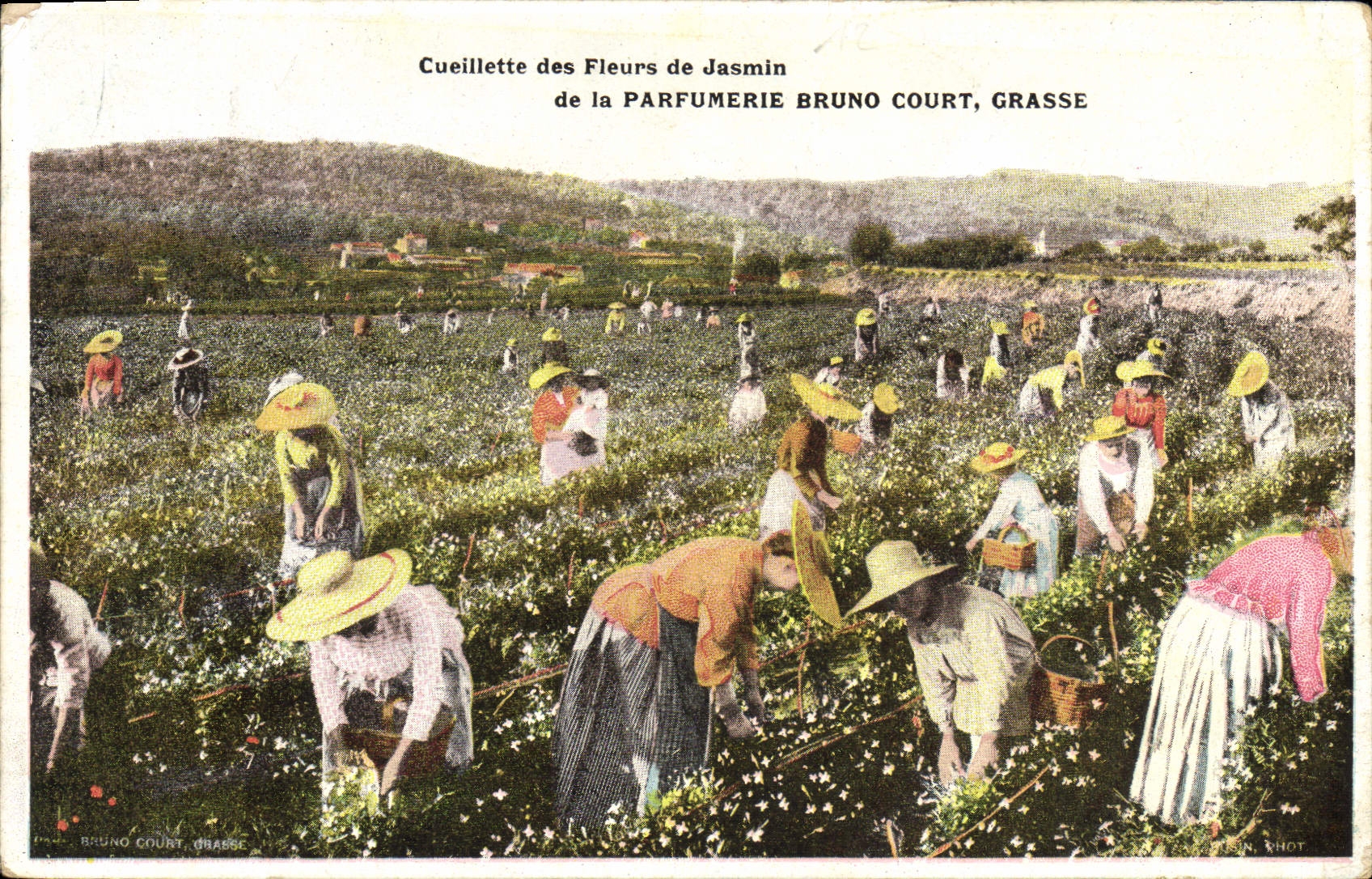 Cueillette des Fleurs de Jasmin — Parfumerie Bruno Court, Grasse