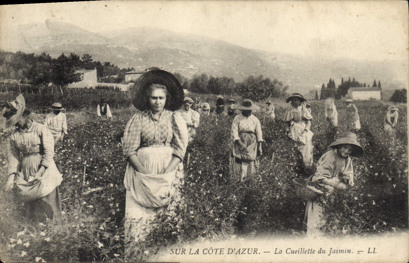 Sur la Côte d'Azur — La Cueillette du Jasmin — LL