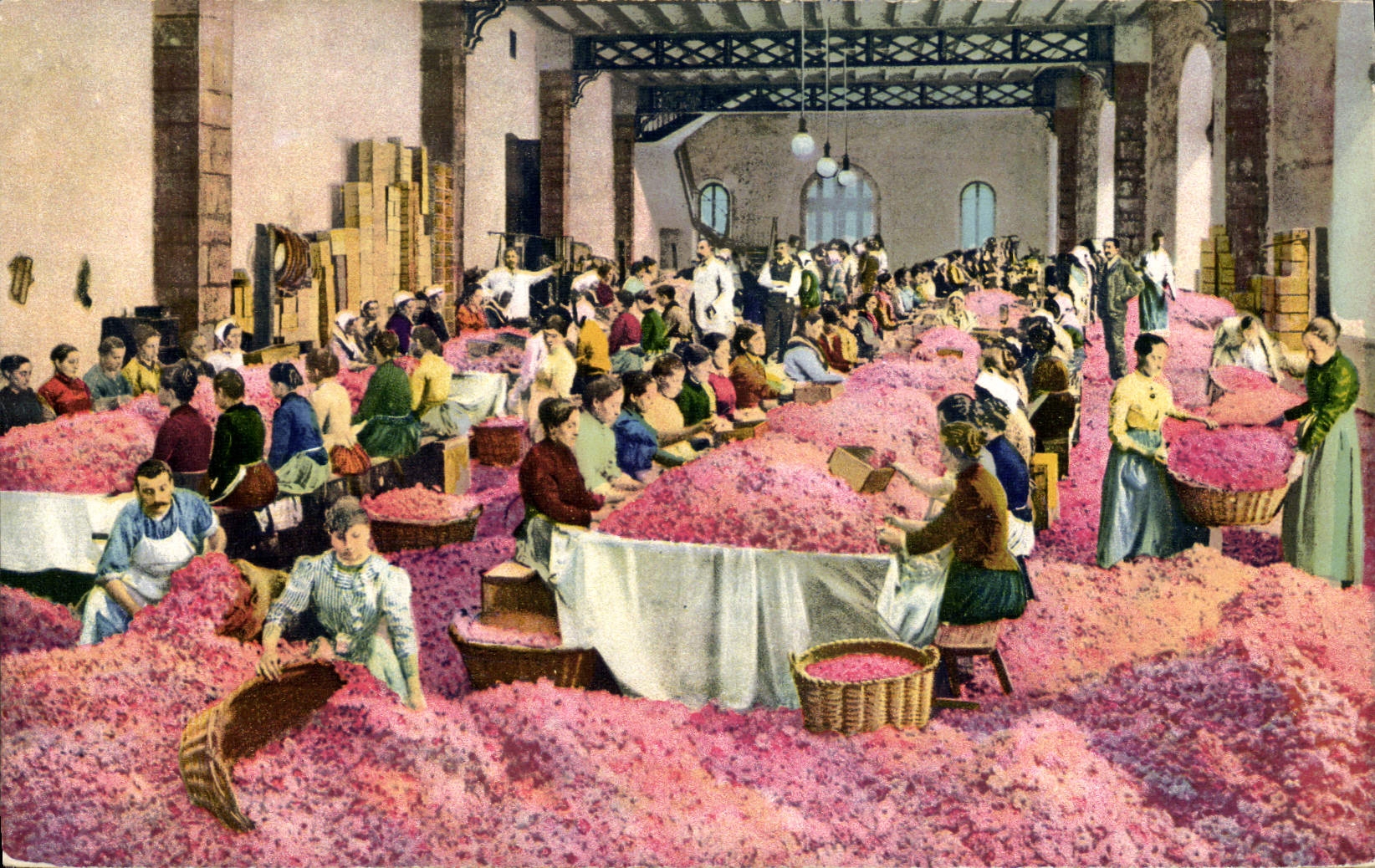 Triage des Roses — Grasse — Cliché de la Parfumerie Bruwo-Court