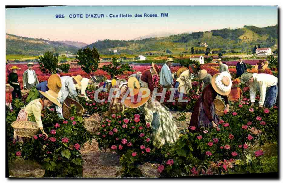 CPA Cueillette des roses Cote d'Azur 