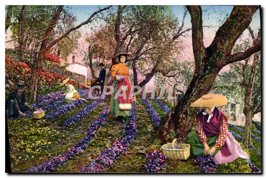 Cueillette des Violettes — Grasse — Côte d'Azur — Édition d'Art Rostan & Marceau, Nice