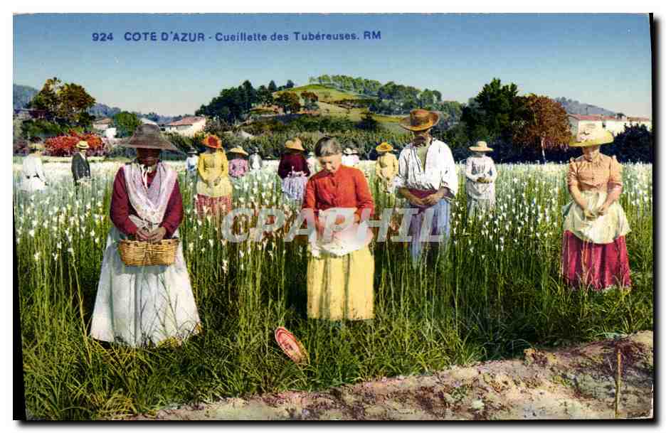 CPA Cueillette des tubereuses Cote d'azur 