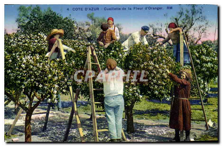 CPA Cueillette de la fleur d'oranger Cote d'Azur 