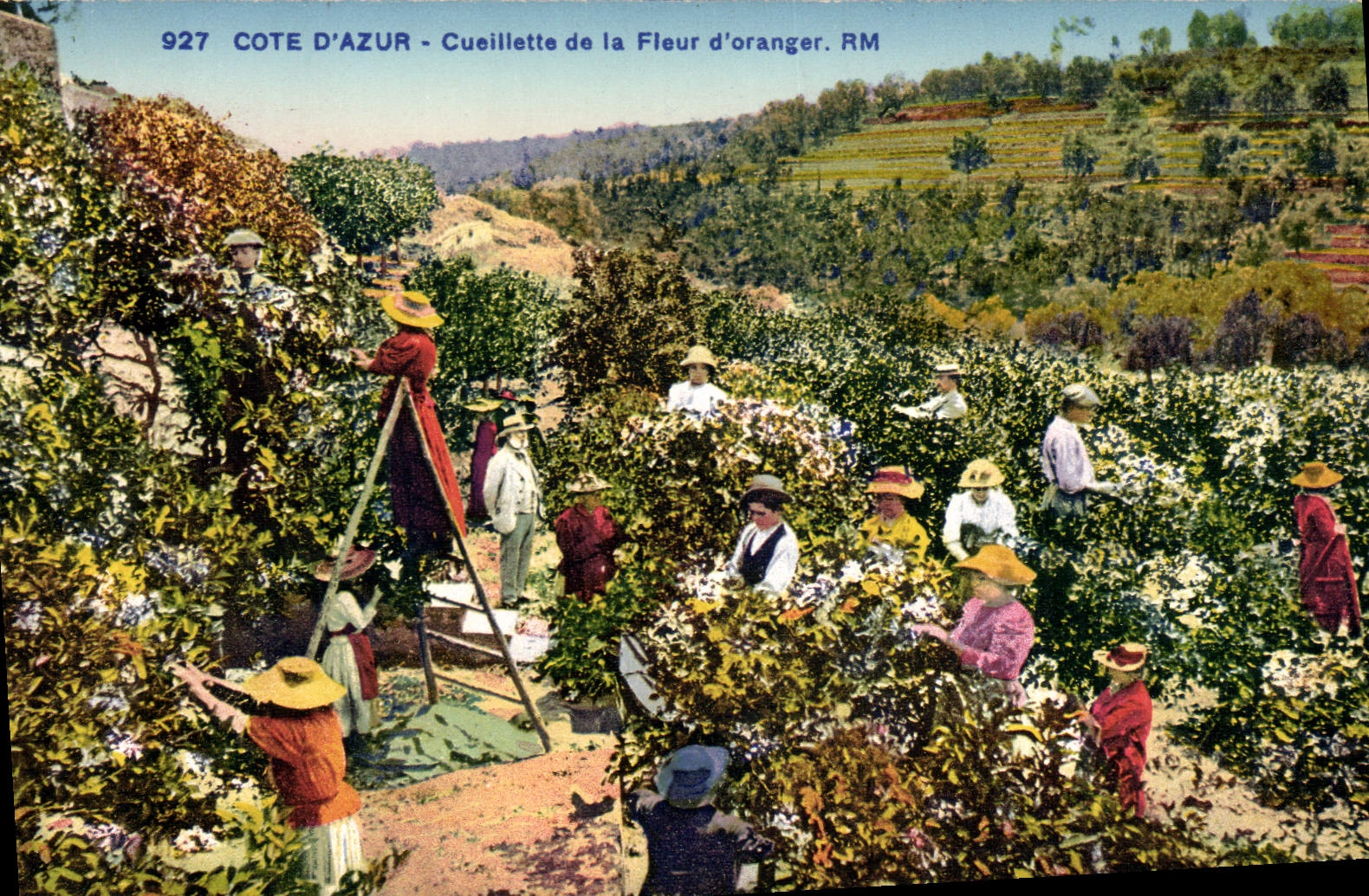 CPA Cueillette de la fleur d'oranger Cote d'Azur 