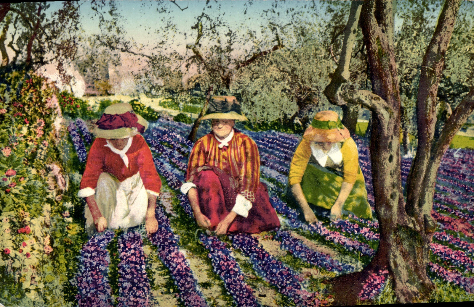 CPA Cueillette des violettes Cote d'azur 