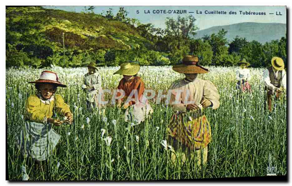 CPA Cueillette des Tubereuses Cote d'Azur 