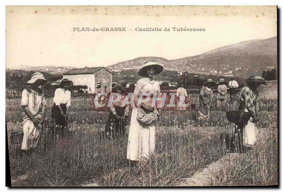 CPA Cueillette de tubereuses Plan de Grasse 
