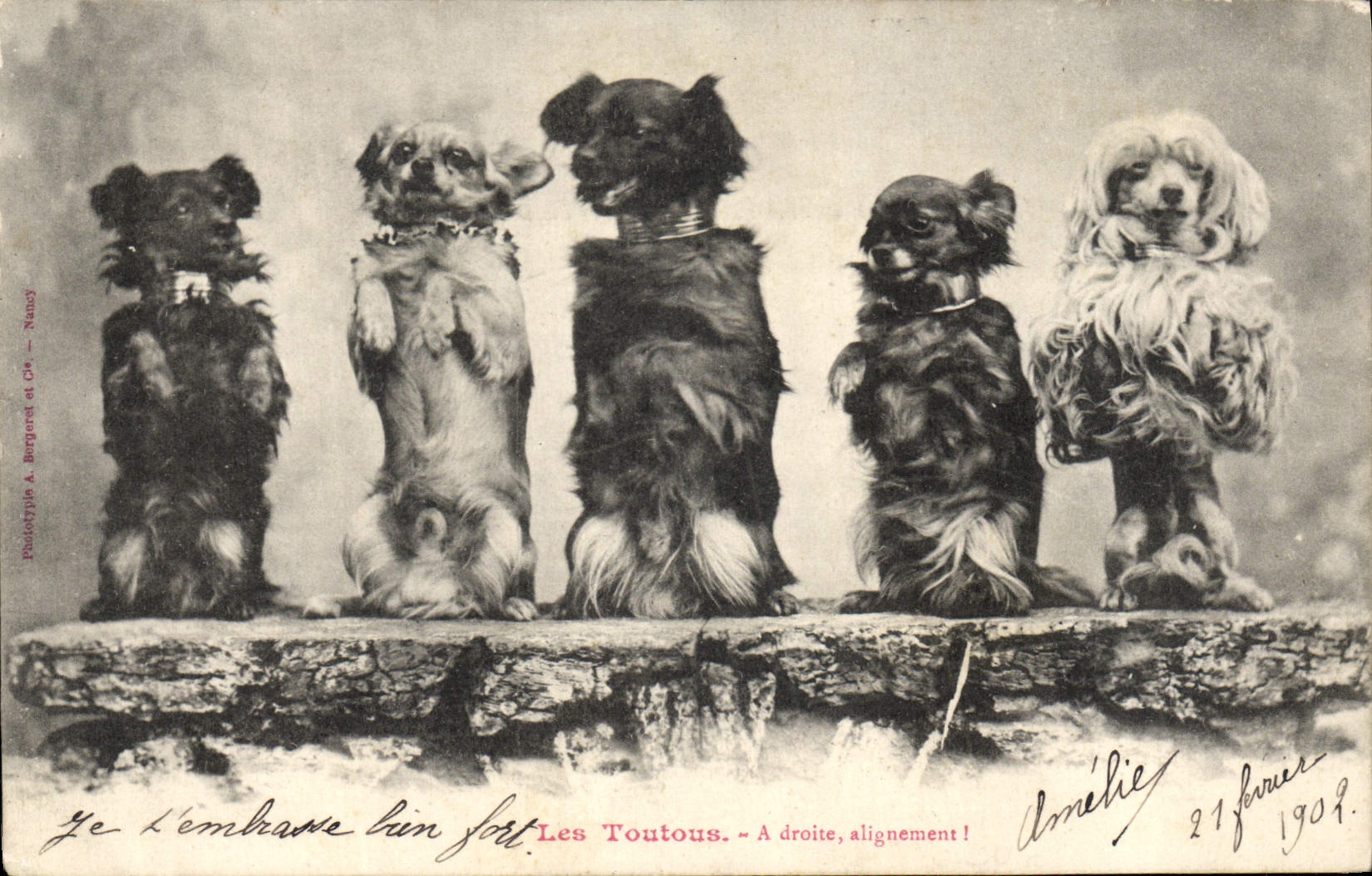 Les Toutous — A droite, alignement ! — Poste Type A. Bergard et Cie — Nancy
