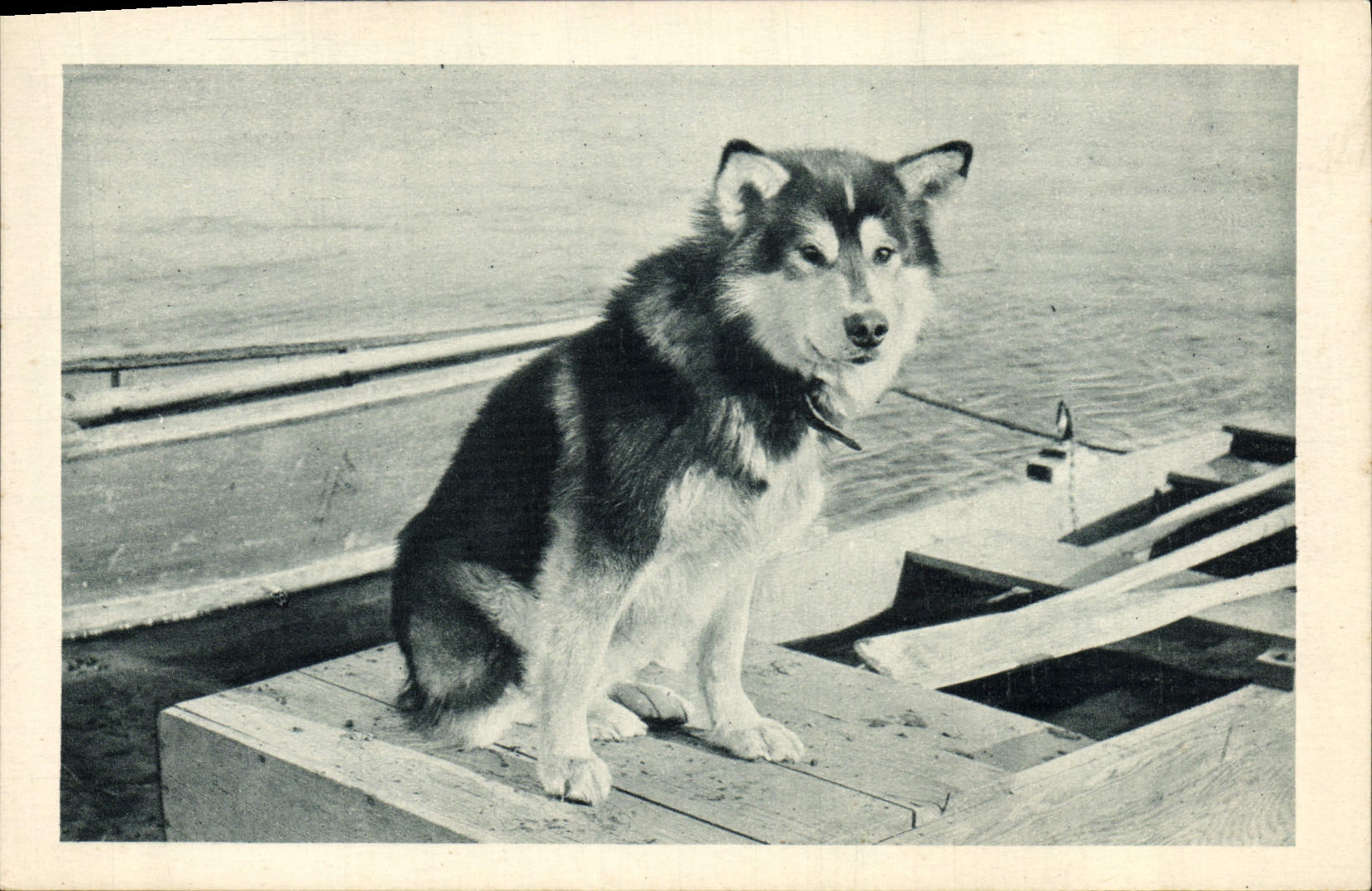 Spaï, der Leitwolf der Mary's Igloo-Gruppe — (Alaska) — Imprimeries Reunies de Nâang, Serie 6