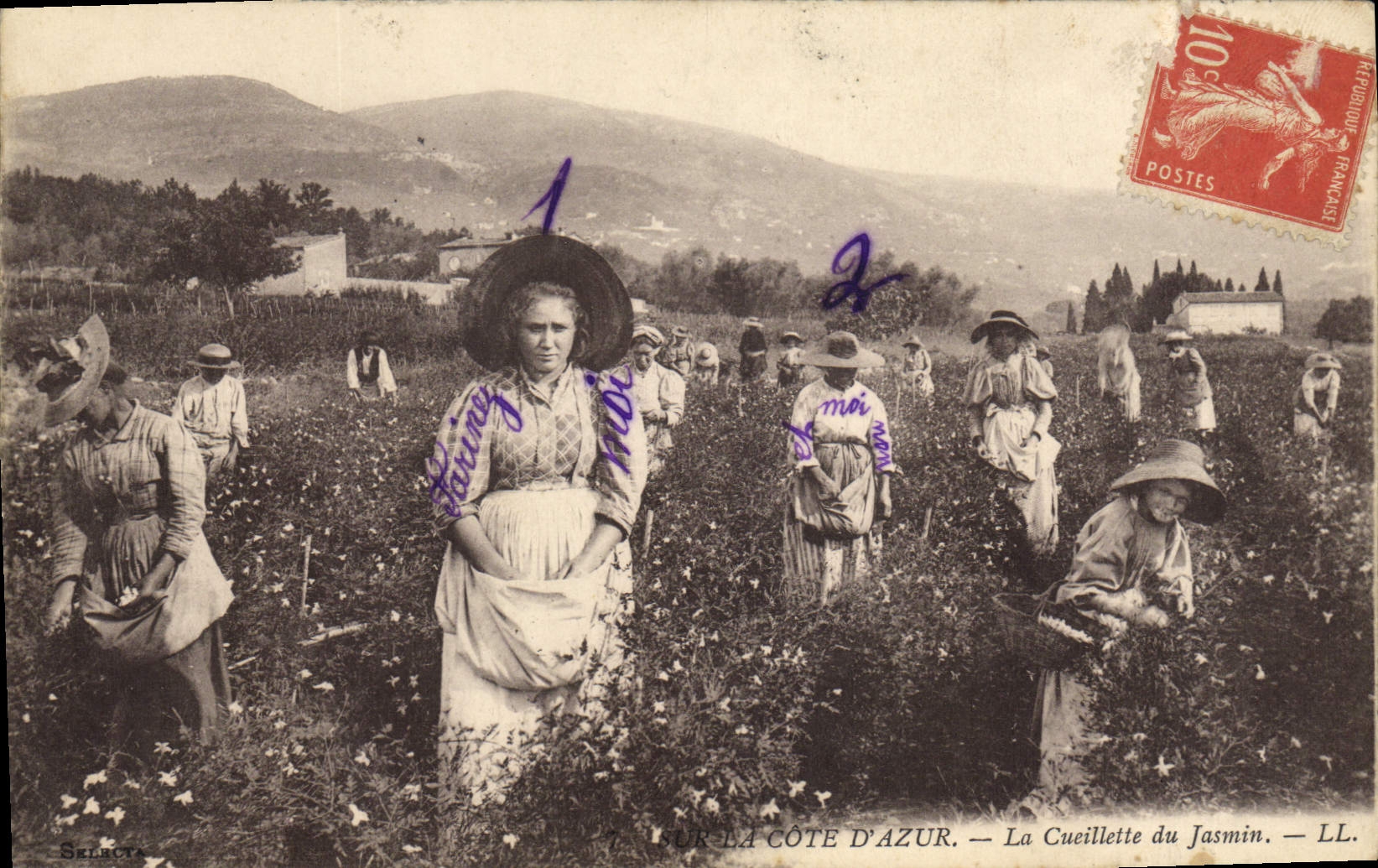 CPA Cote d'Azur La Cueillette du jasmin 